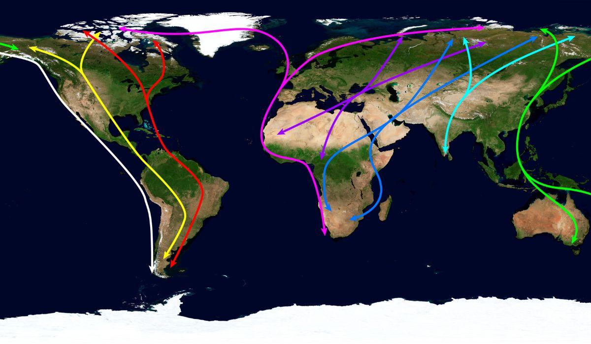 Plague History Explained: How Fleas, Trade Routes, and Cities Fueled Its Spread